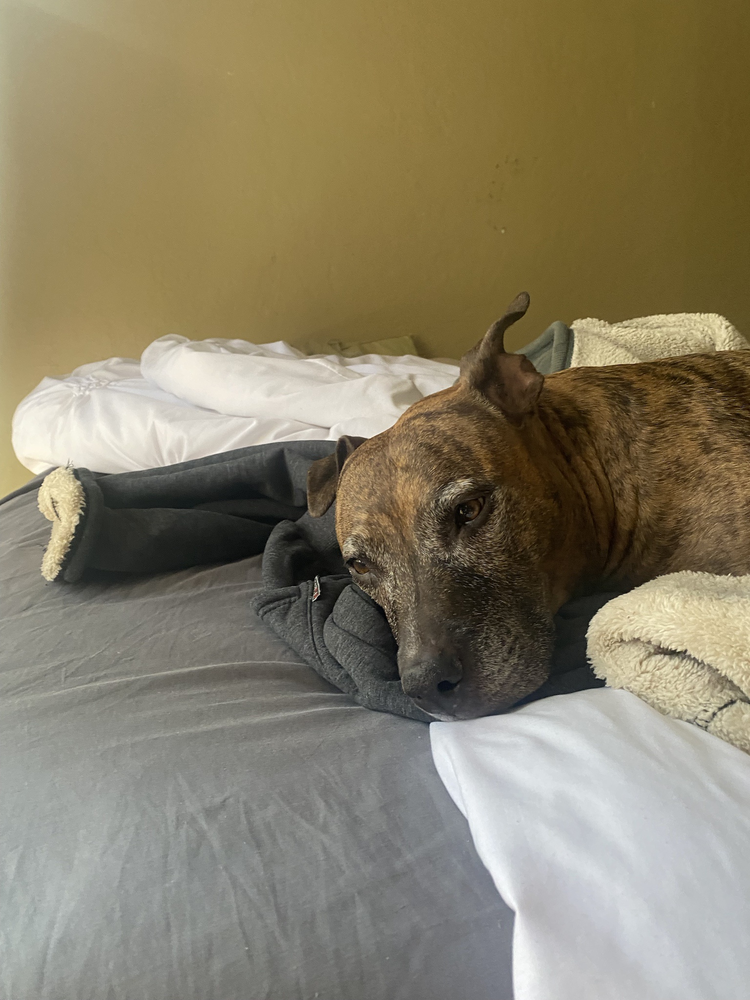 Just a Dog Being Adorable