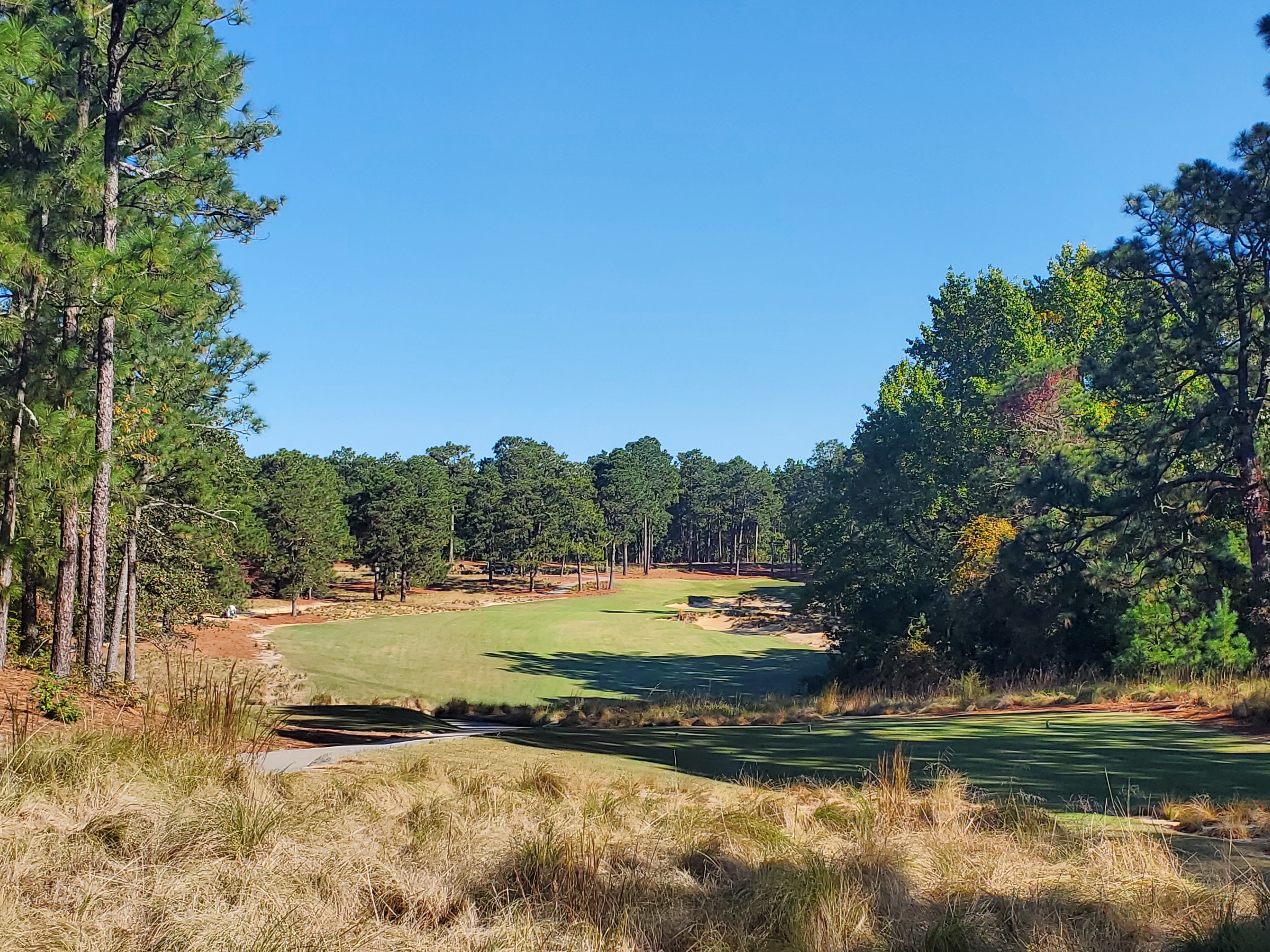 Nature's Pine Needle Collection #11
