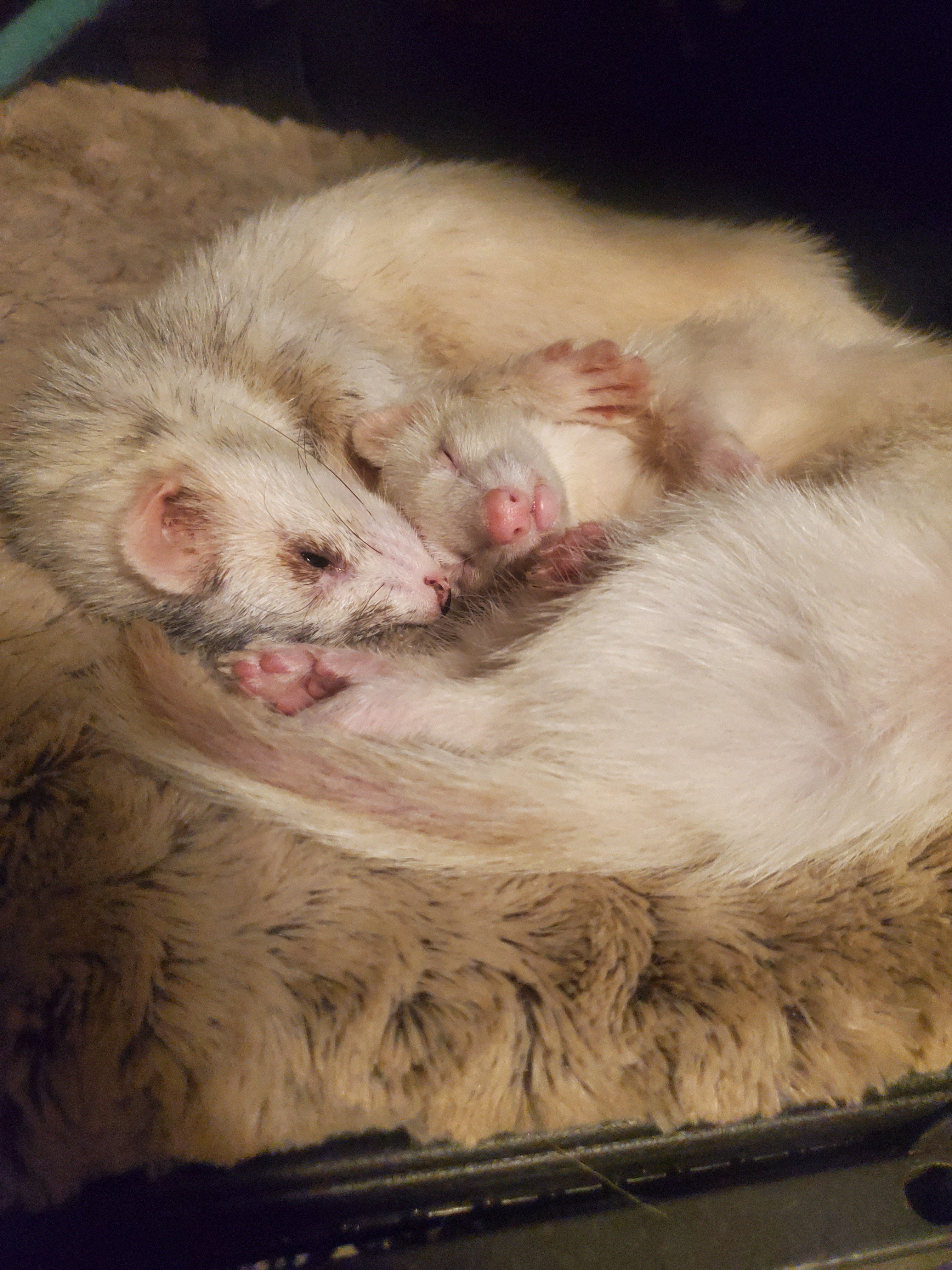 Adorable Sweet Ferrets!