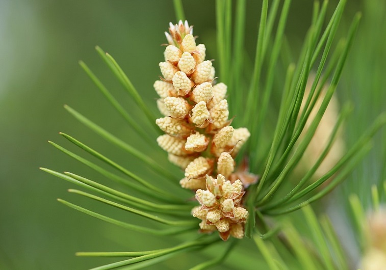 Adorable little pinecones