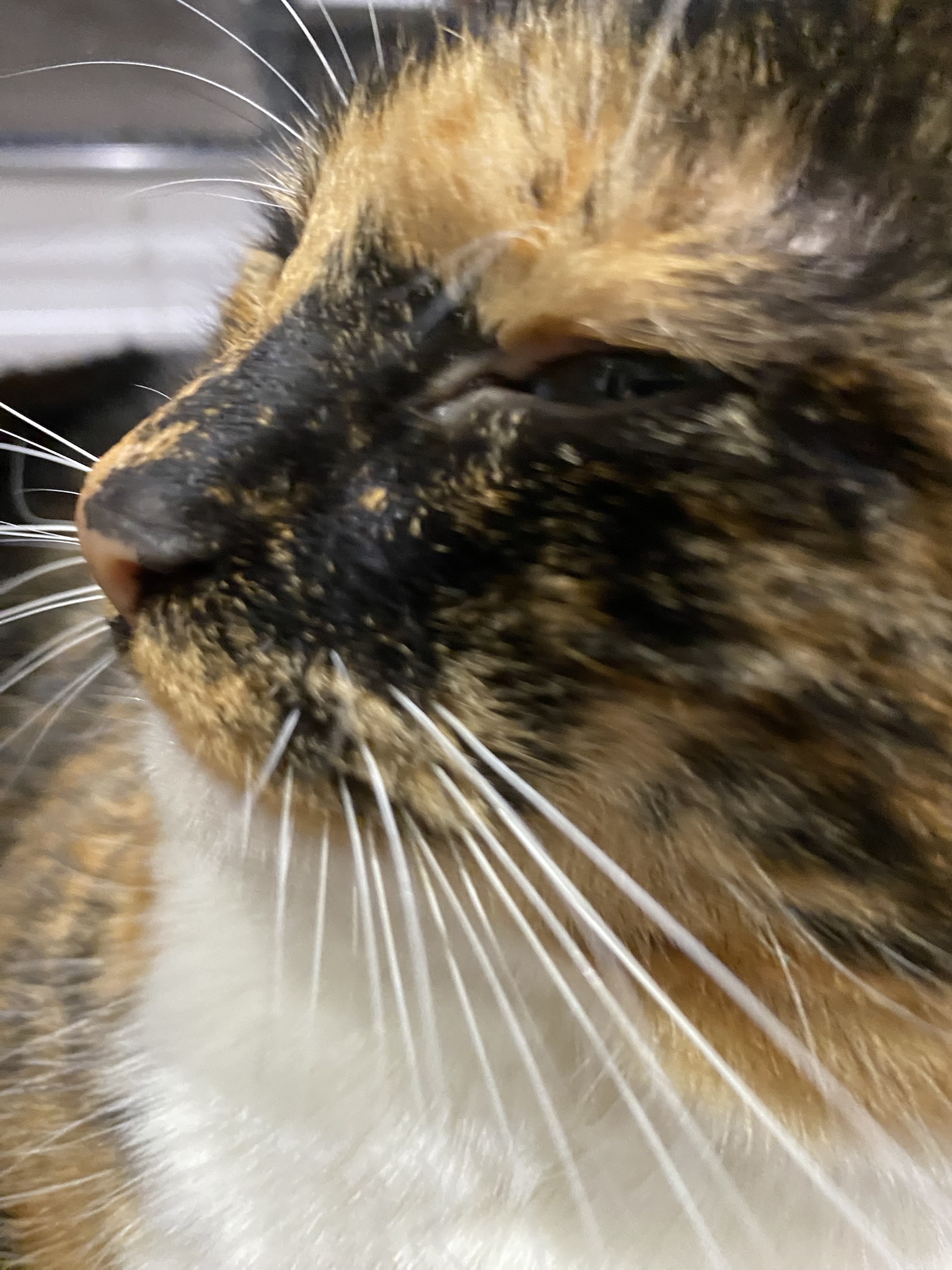 Crumble's Adorable Daily Snapshot