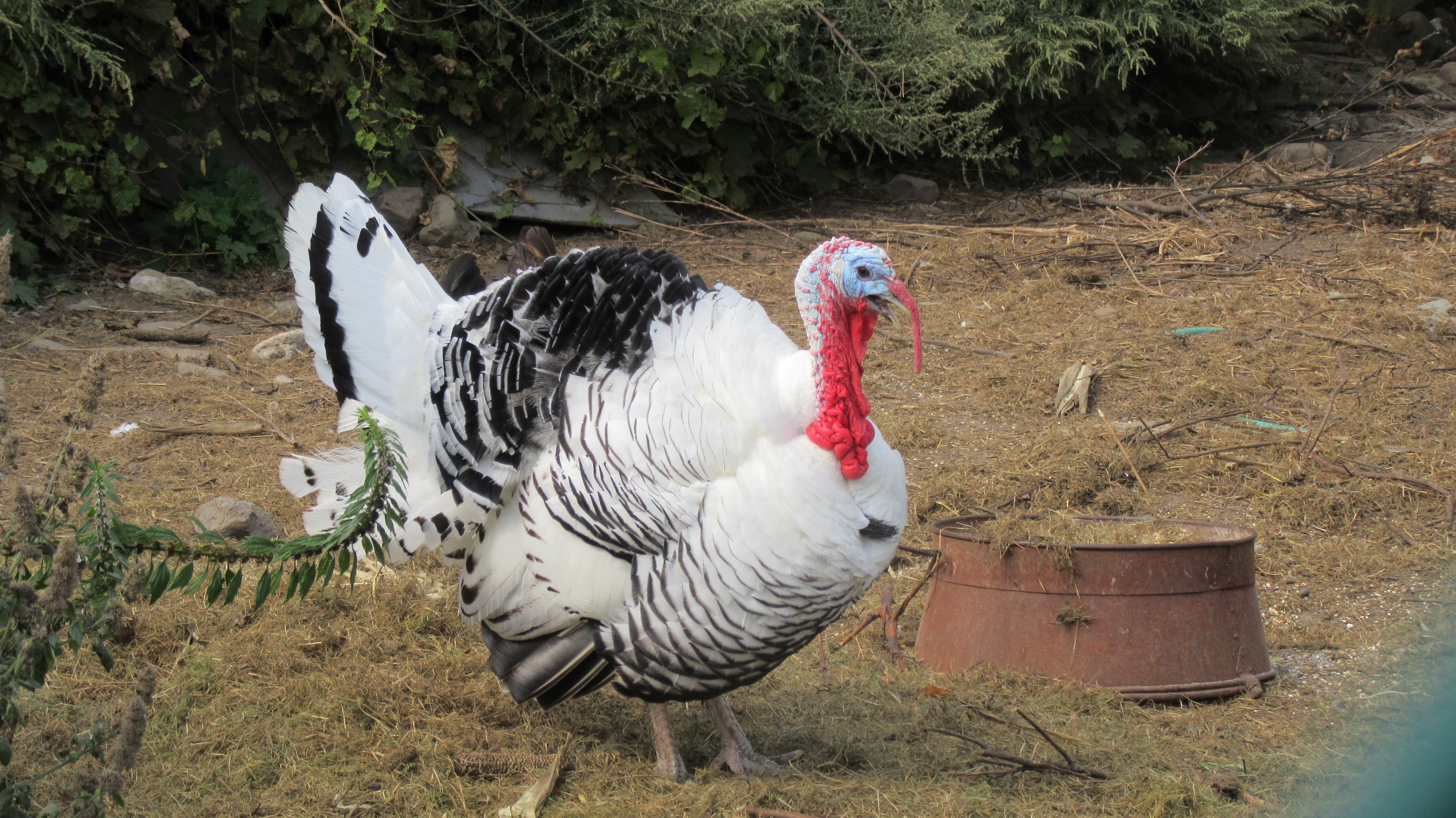 Wishing Everyone a Joyful Thanksgiving from Imgur!