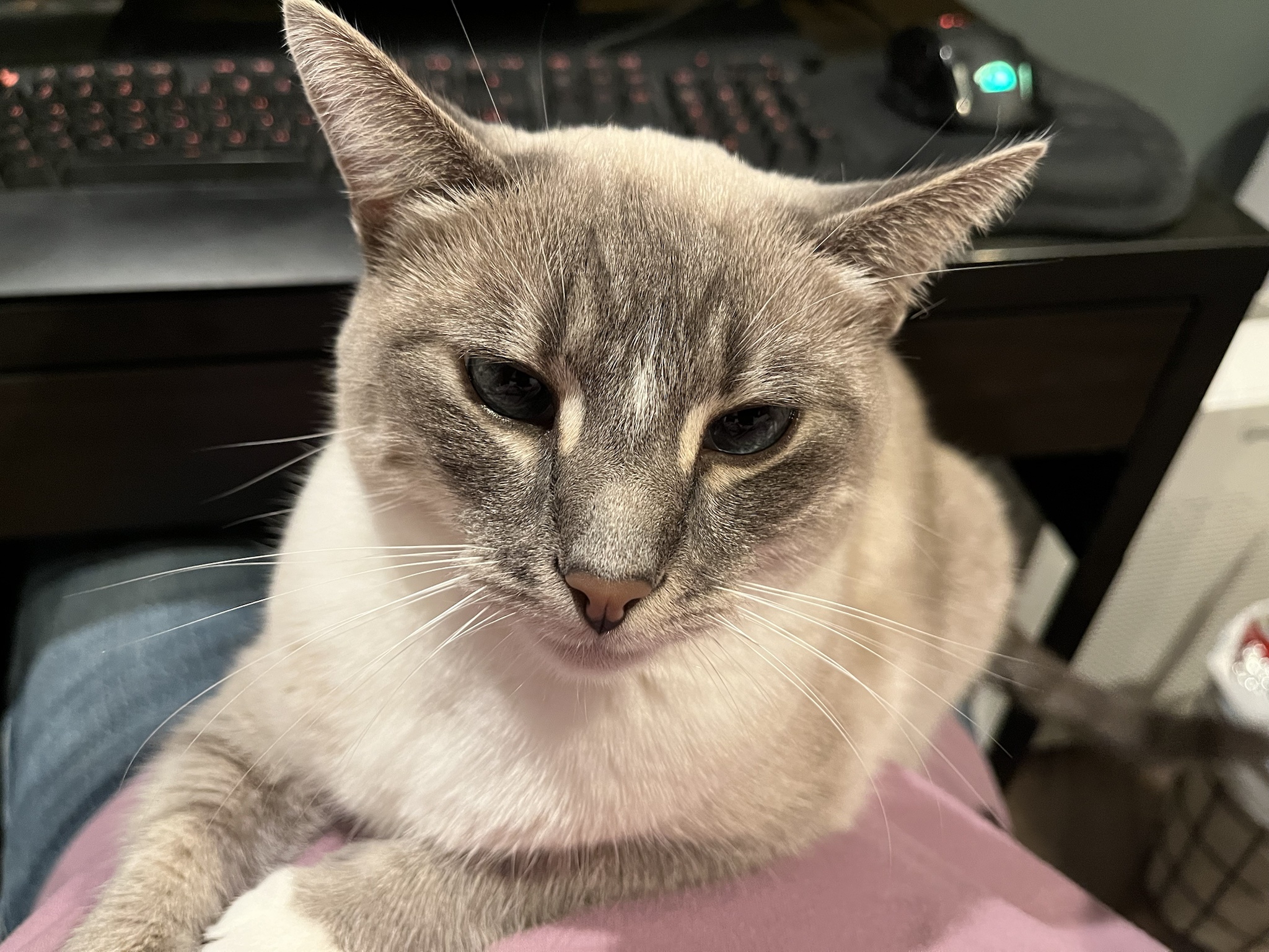 Daily Dose of My Cat Ivy: Day 330
