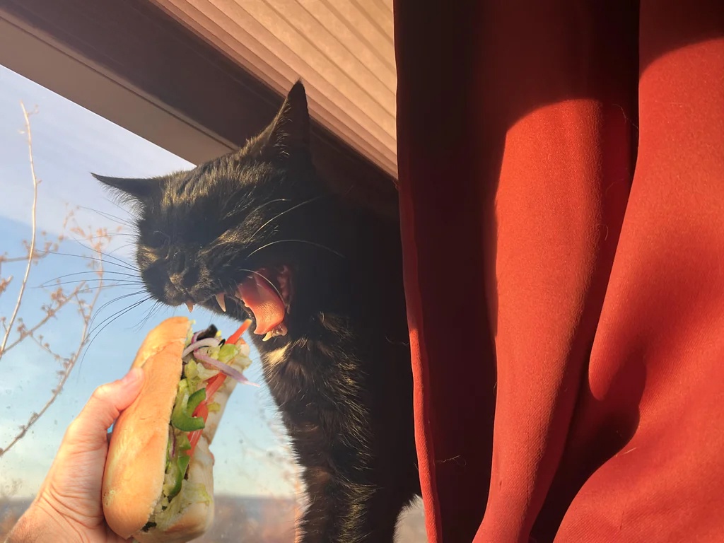 This Cat is in Desperate Need of a Sub!