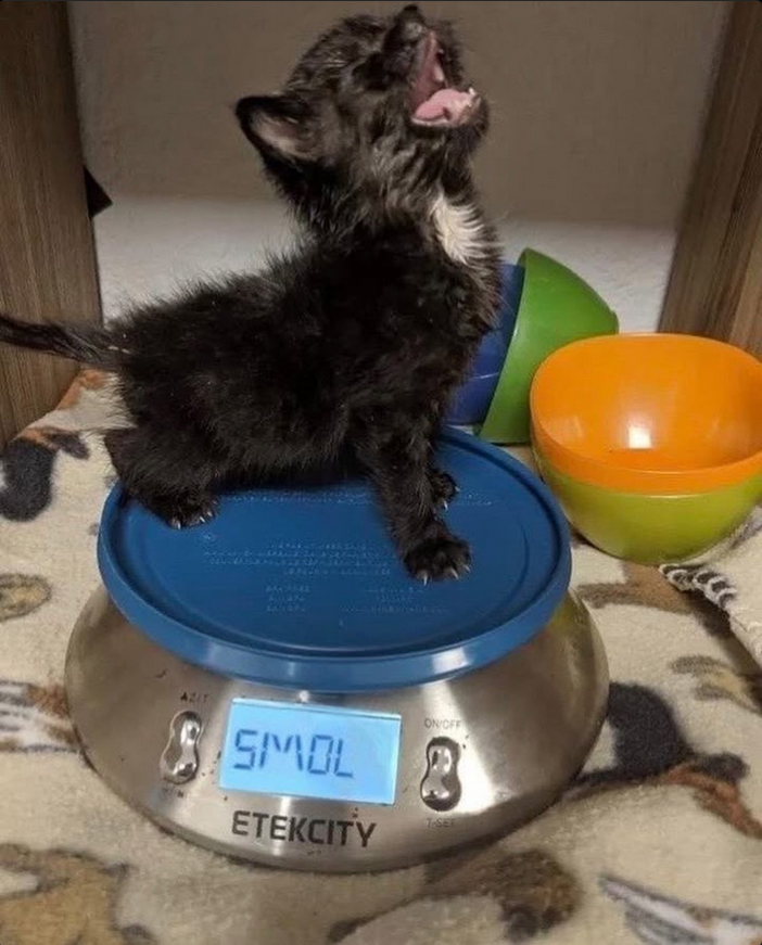 All for the Love of the CHONK-Scale!