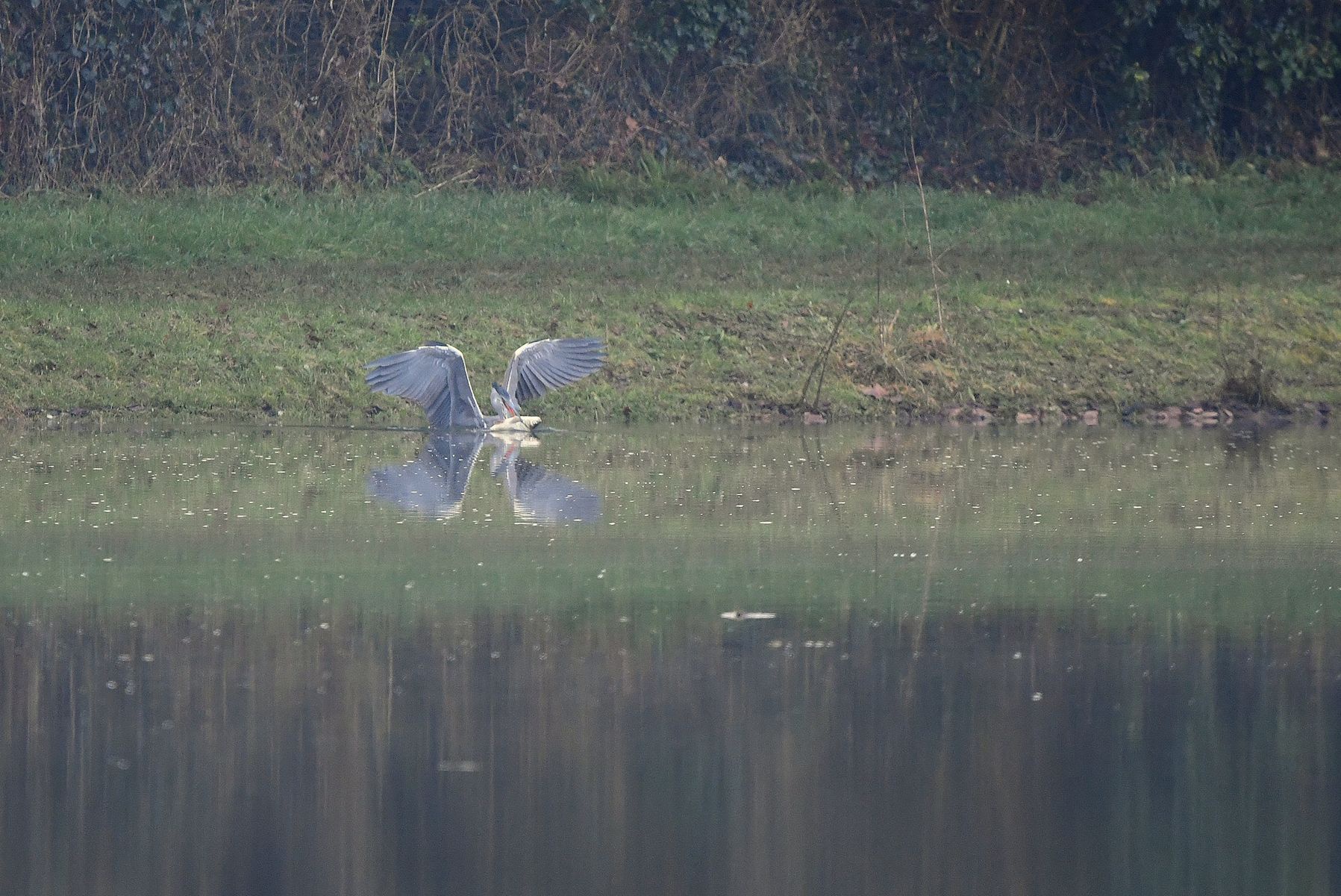 Héron cendré and its prey: A glimpse into nature (France, Vienne, 01/25)