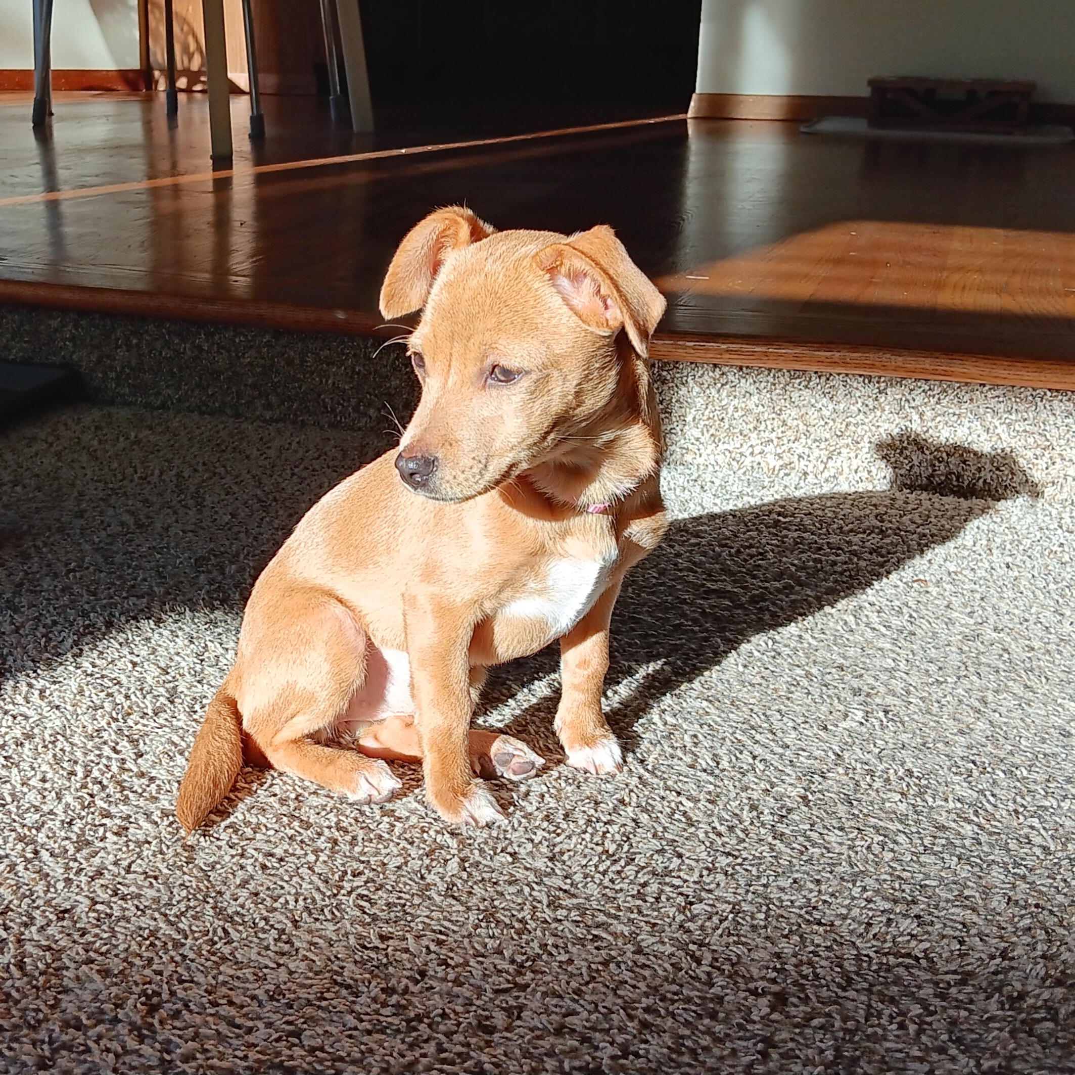 Meet Rosey: The Adorable Star of the Show