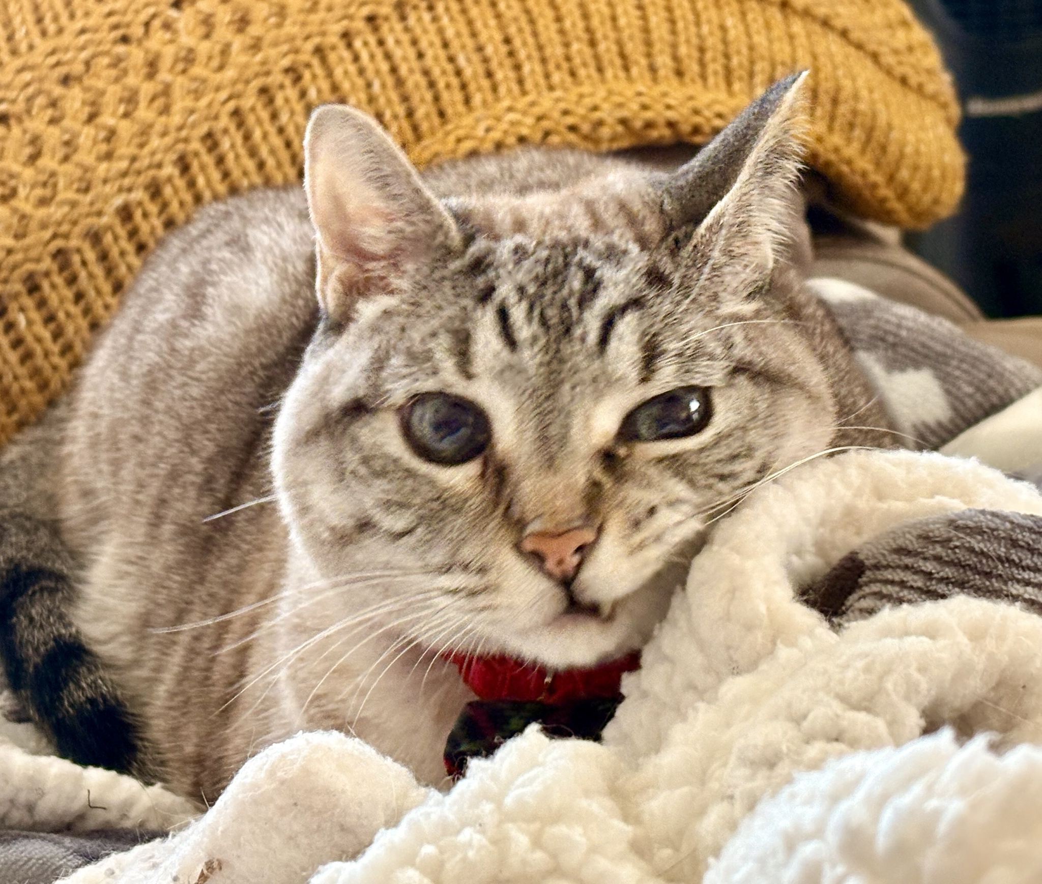 Poopsen Perfecting His Elvis Sneer