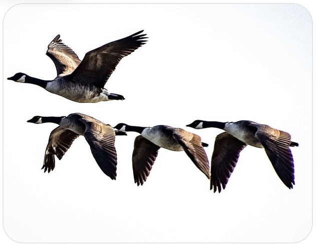 The Hilarious Antics of Canada Geese