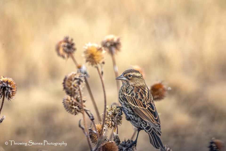 Just a bird doing bird things