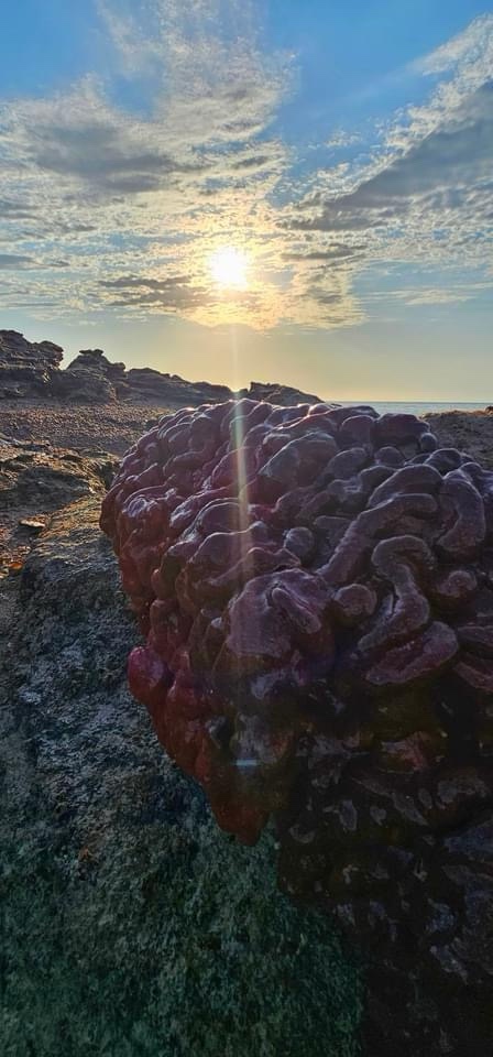 The Vibrant Beauty of Coral Under the Sea
