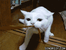 Dive into Nostalgia with Our Retro Gif Collection: Part 12