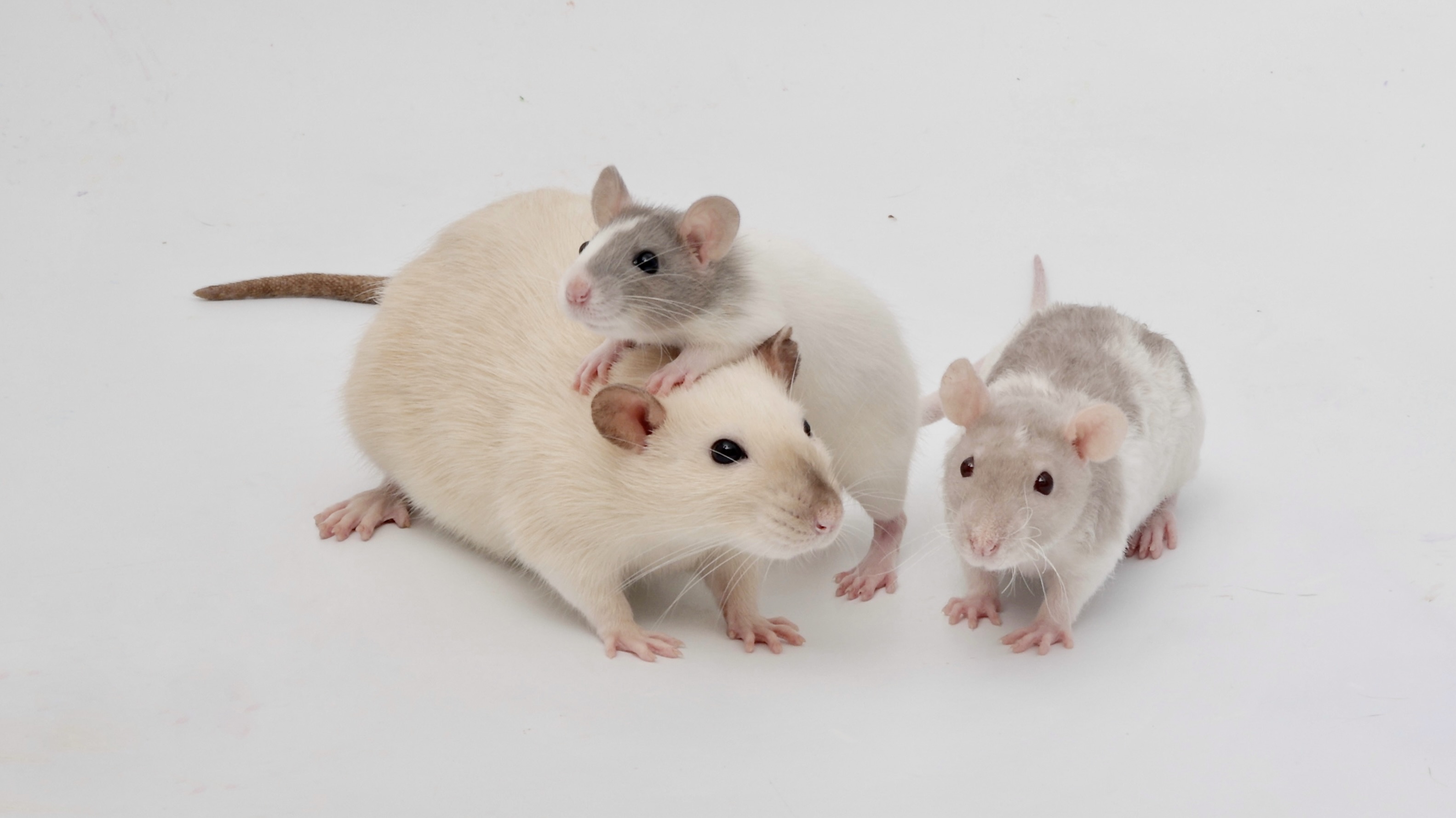 From Baby Pistachio and Carrot to their giant counterparts - Popcorn for size reference!