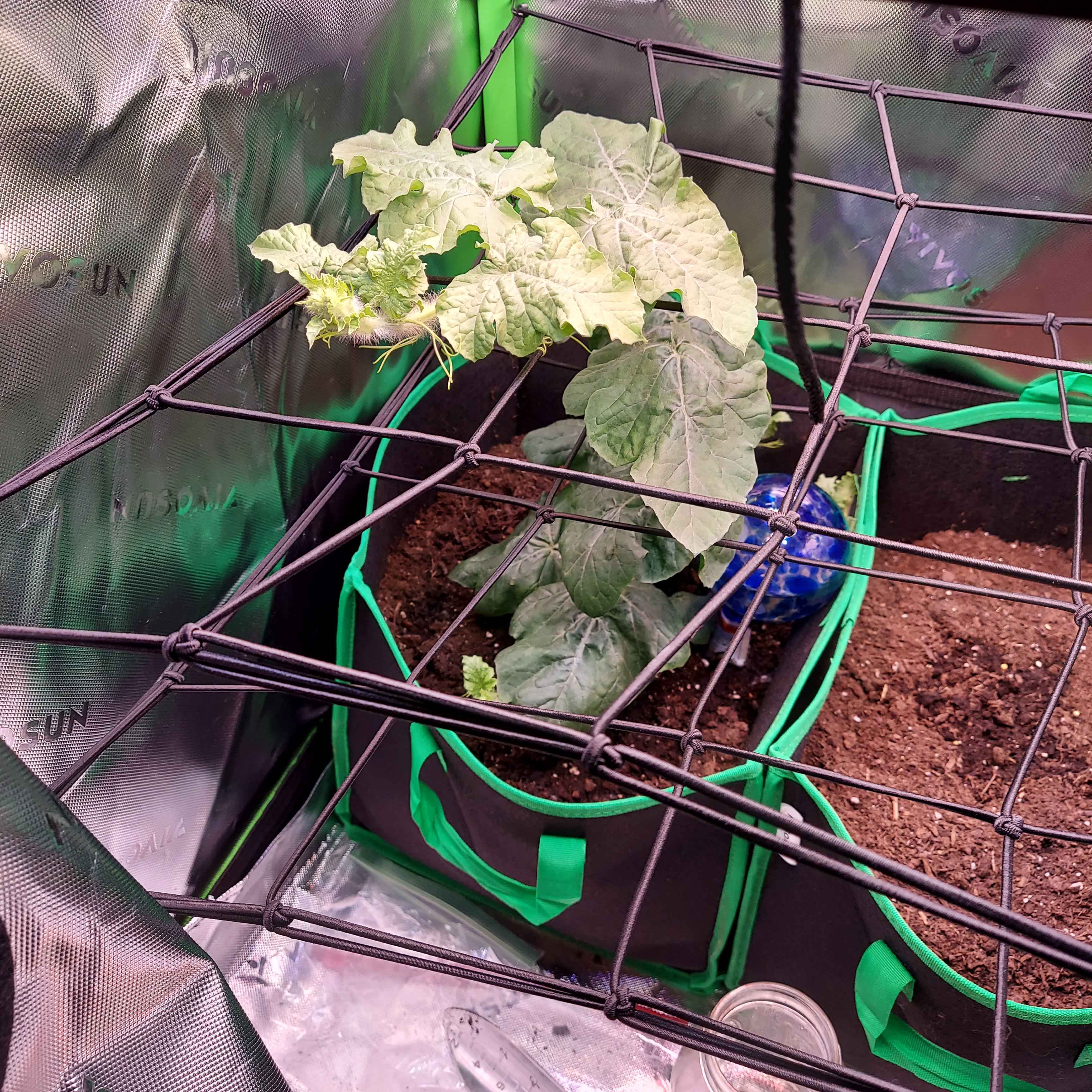 Exciting News: My Watermelon Plant is Blooming!