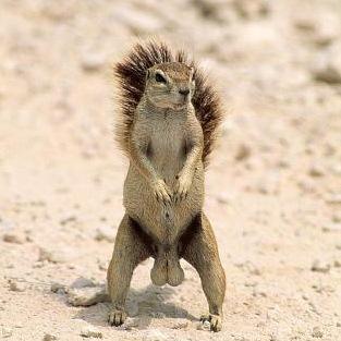 The Fark squirrel is all in for Team Acorn!