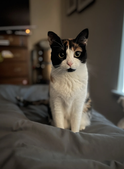 Get ready for the fabulous SUPERMEOWDELS!
