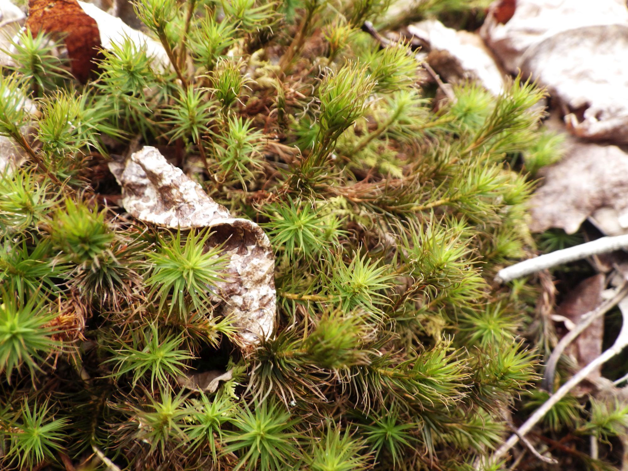 Nature's Beauty: Discover the Mountain Haircap Moss