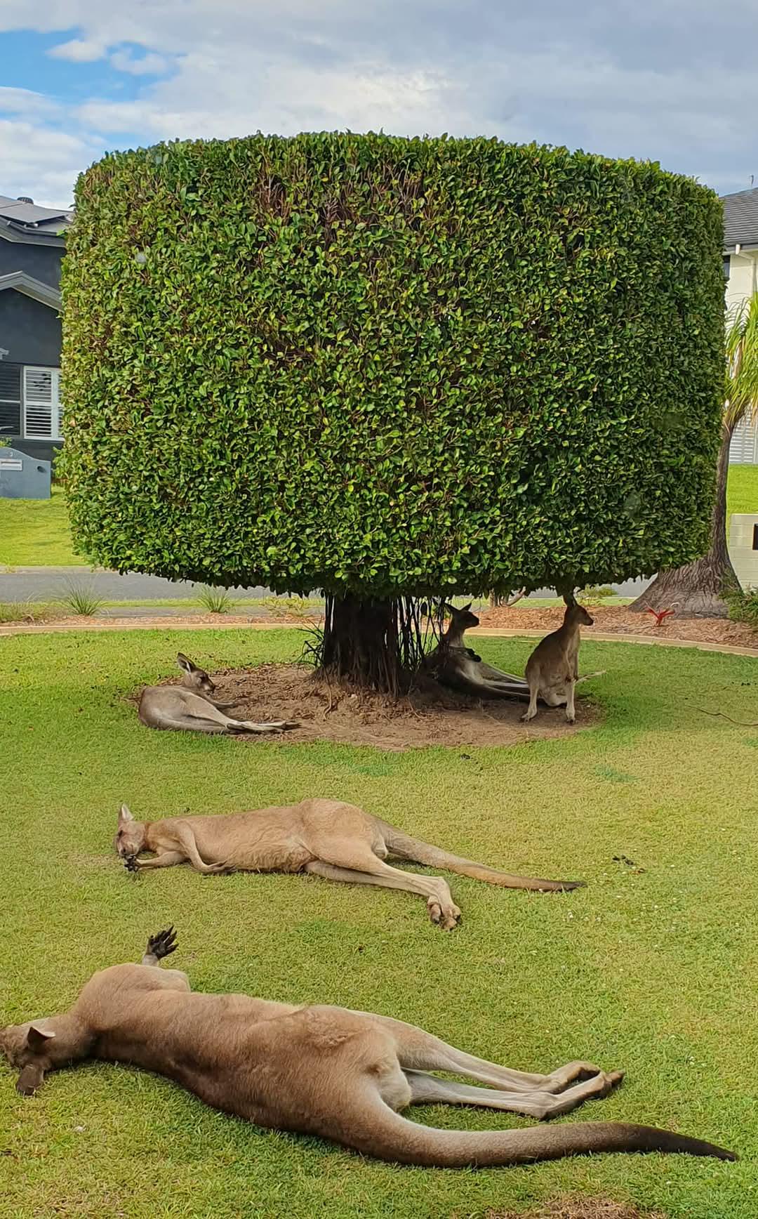 Australia is known for its laid-back vibe, but what's the real reason?