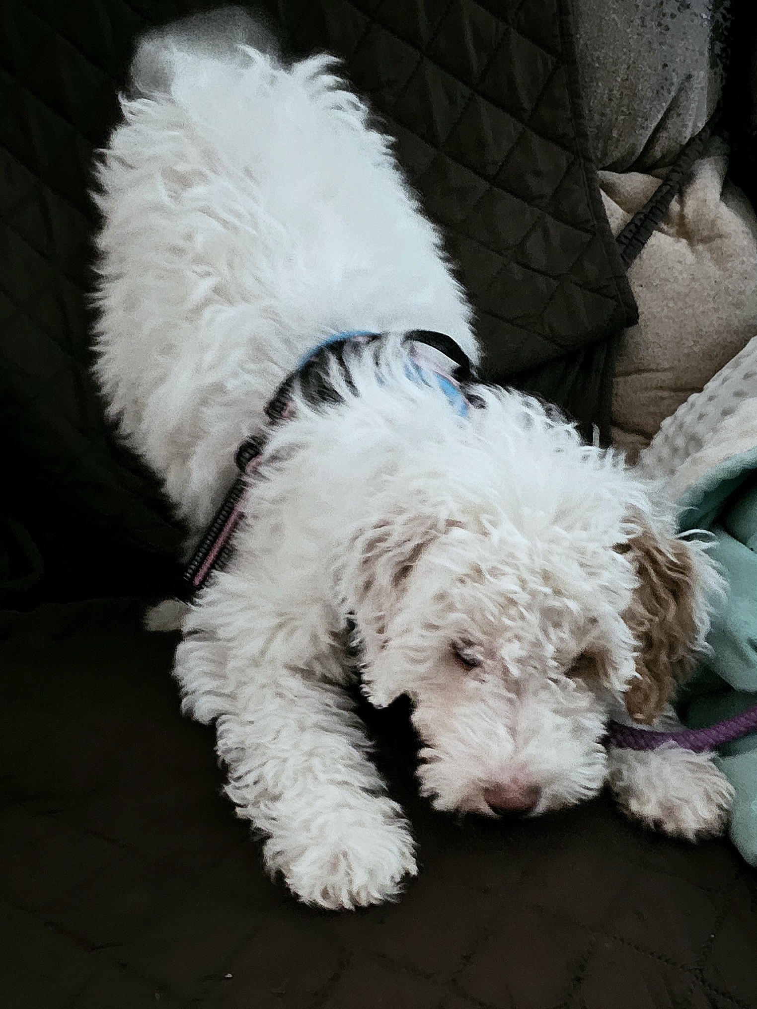 Zsa-Zsa Perfects the Art of the Play Bow with a Tail Wag