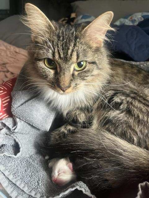 Guess Who's Back? With Adorable Baby Kittens!