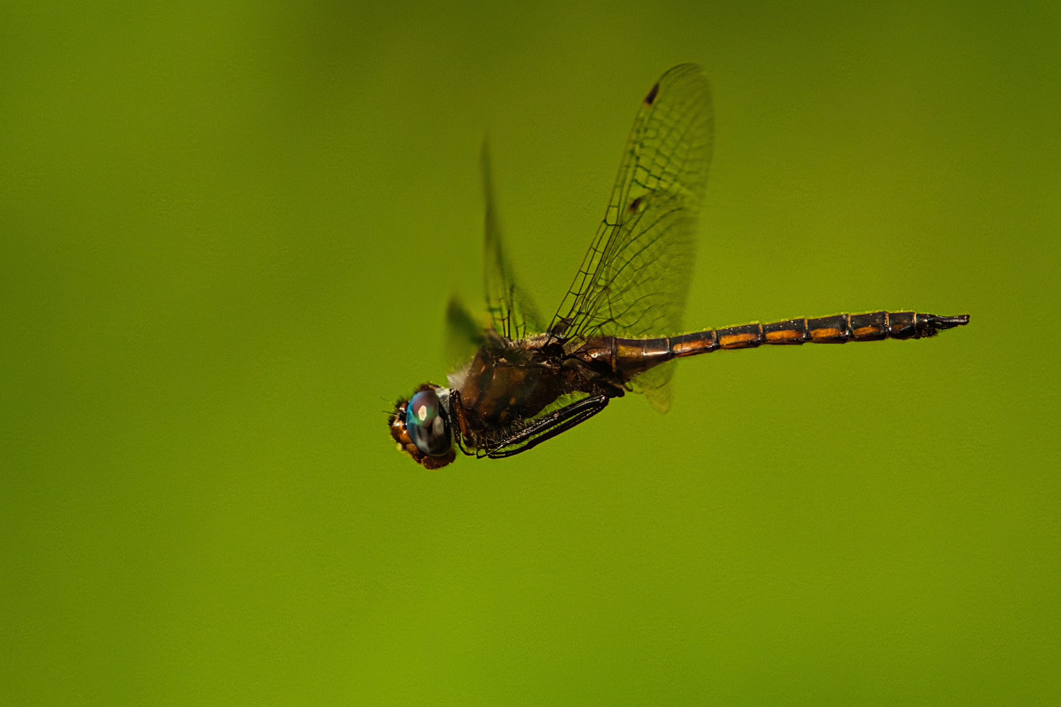 A Dragonfly Dancing Through the Air