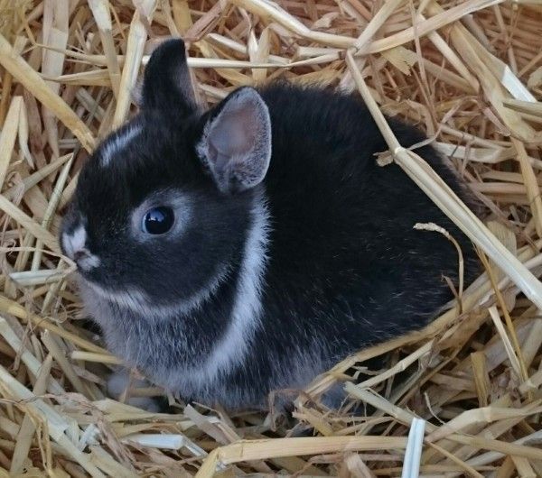 Just a Cute Bun: Adorable and Fluffy!