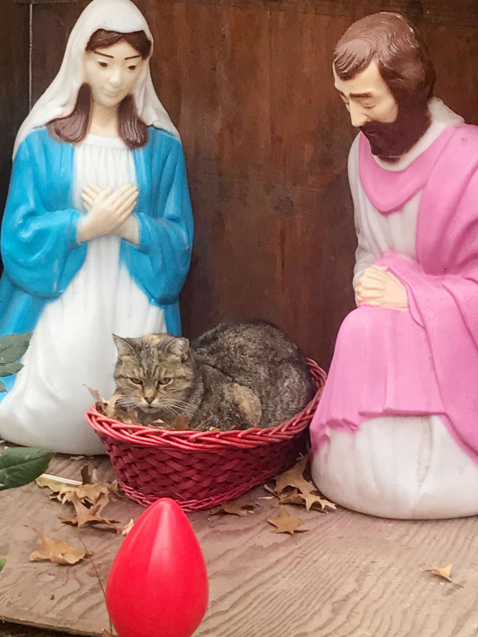 Meet Mama Cat: The Queen of the House