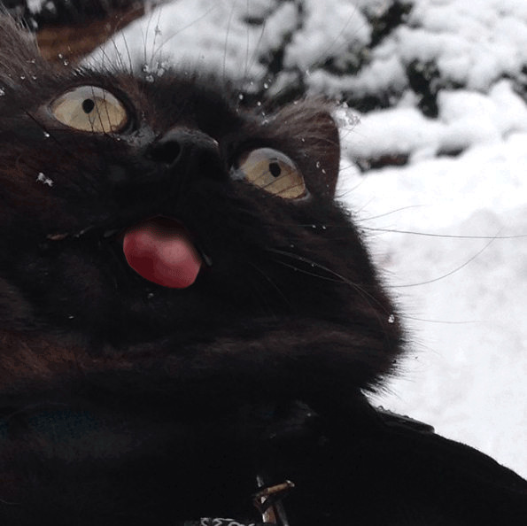 The sound of joy: Boioioioing!