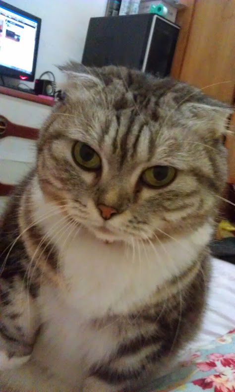 Throwback to a Decade Ago: Remembering My Beloved Old Cat