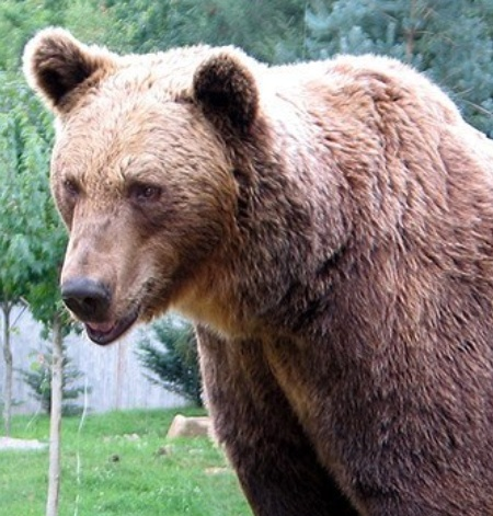 Meet the second Chicago Bear, a true legend in the making.