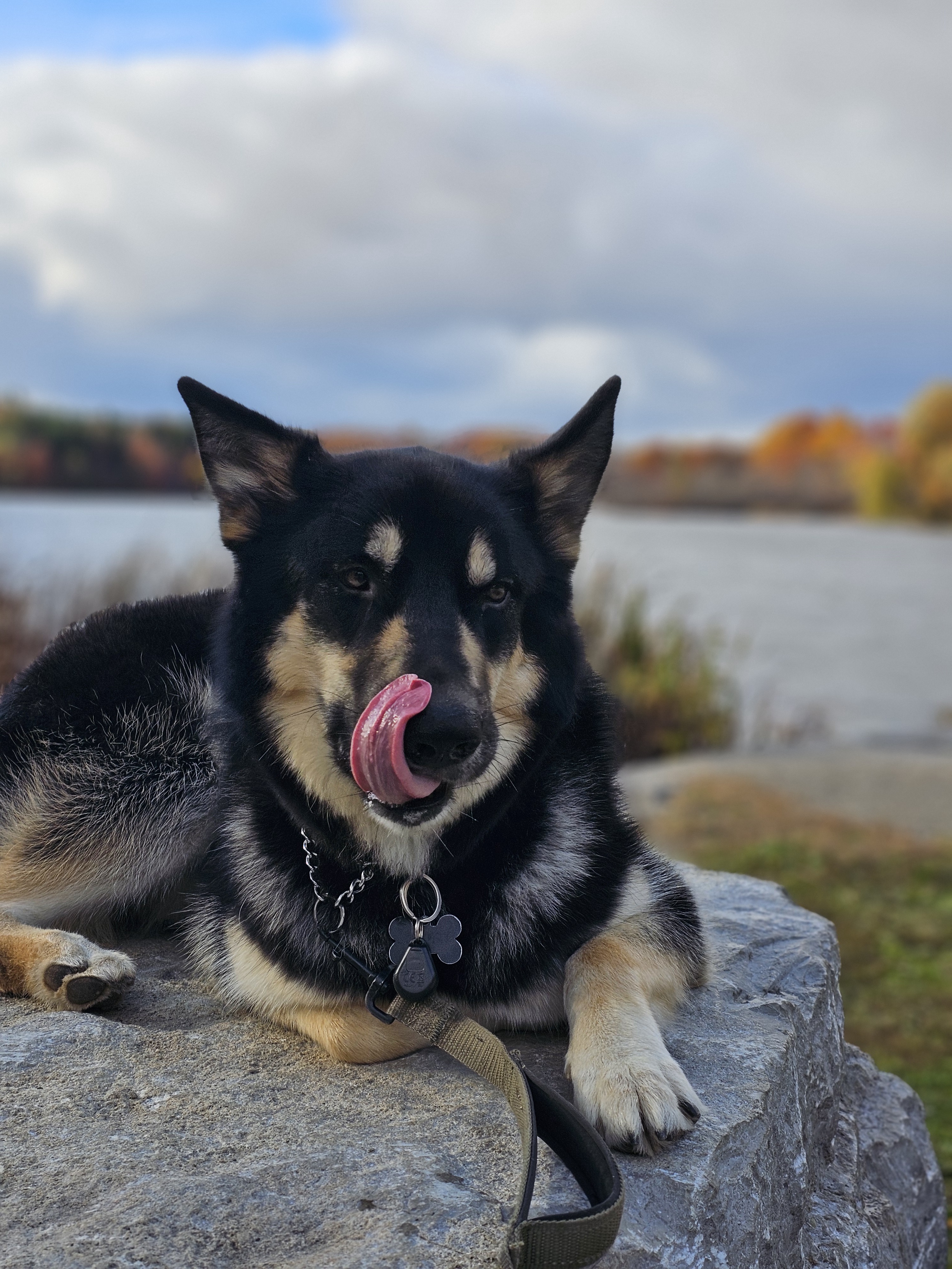 Wishing You a Joyful Mutt Day Celebration!