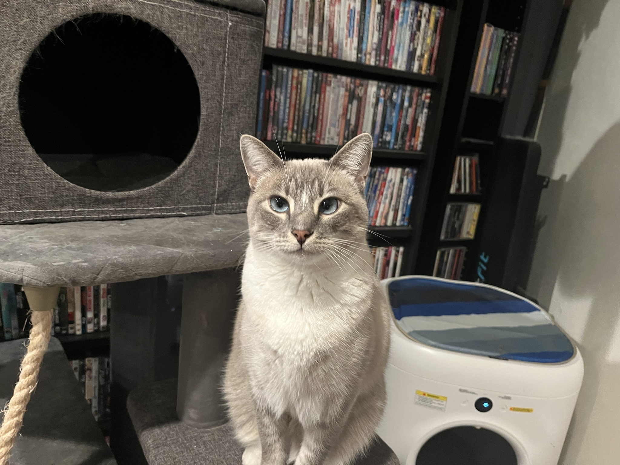 Daily Ivy update: Cat Chronicles Day 310