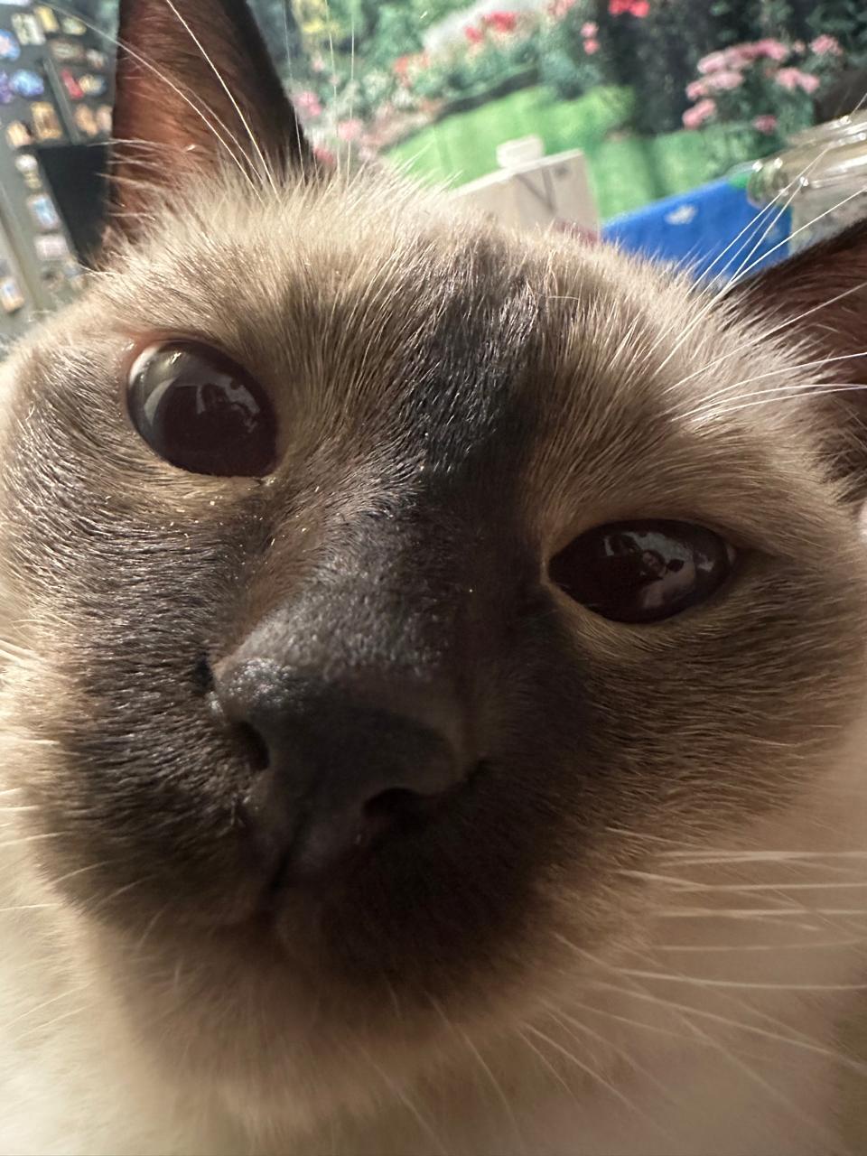 Boniface the Cat: A Feline with a Unique Flair