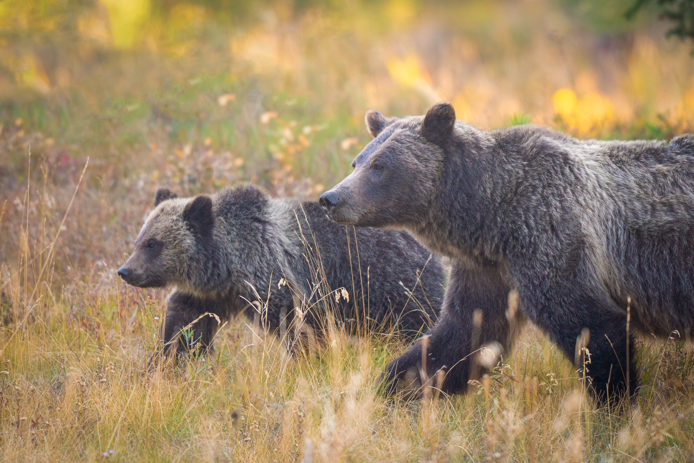 Tragic News: Grizzly 399 Struck and Killed by a Car Near Jackson, Wyoming