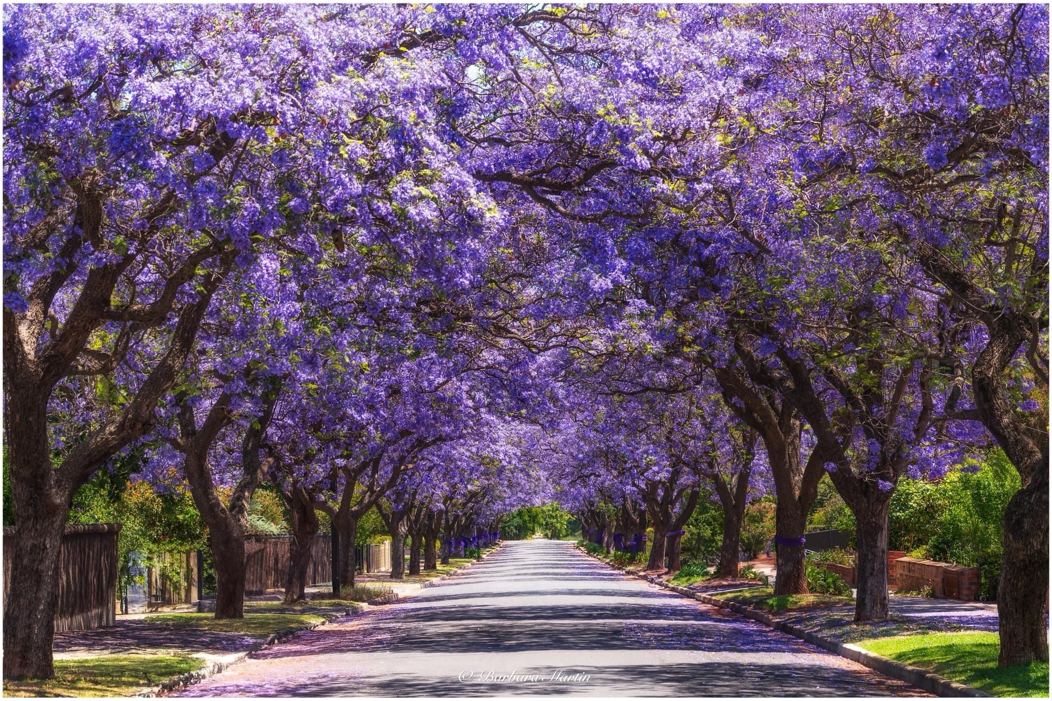 Elegance in shades of purple