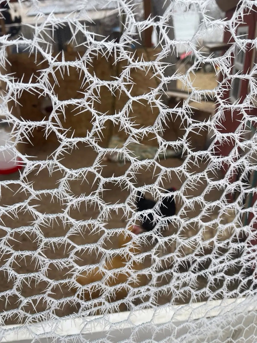 Feeling the prickly chill of Colorado's winter today