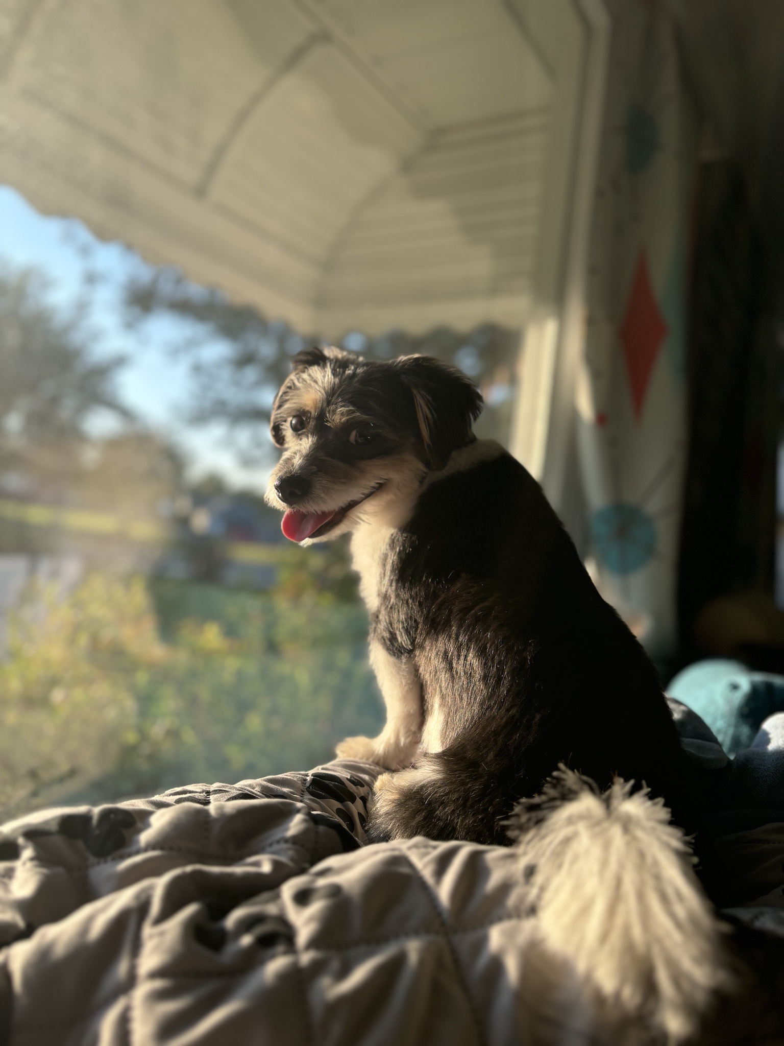 Rigby Ragazzo: Today's Adventures Unfold!