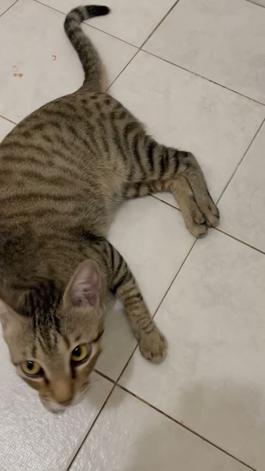 The Enigmatic Cat