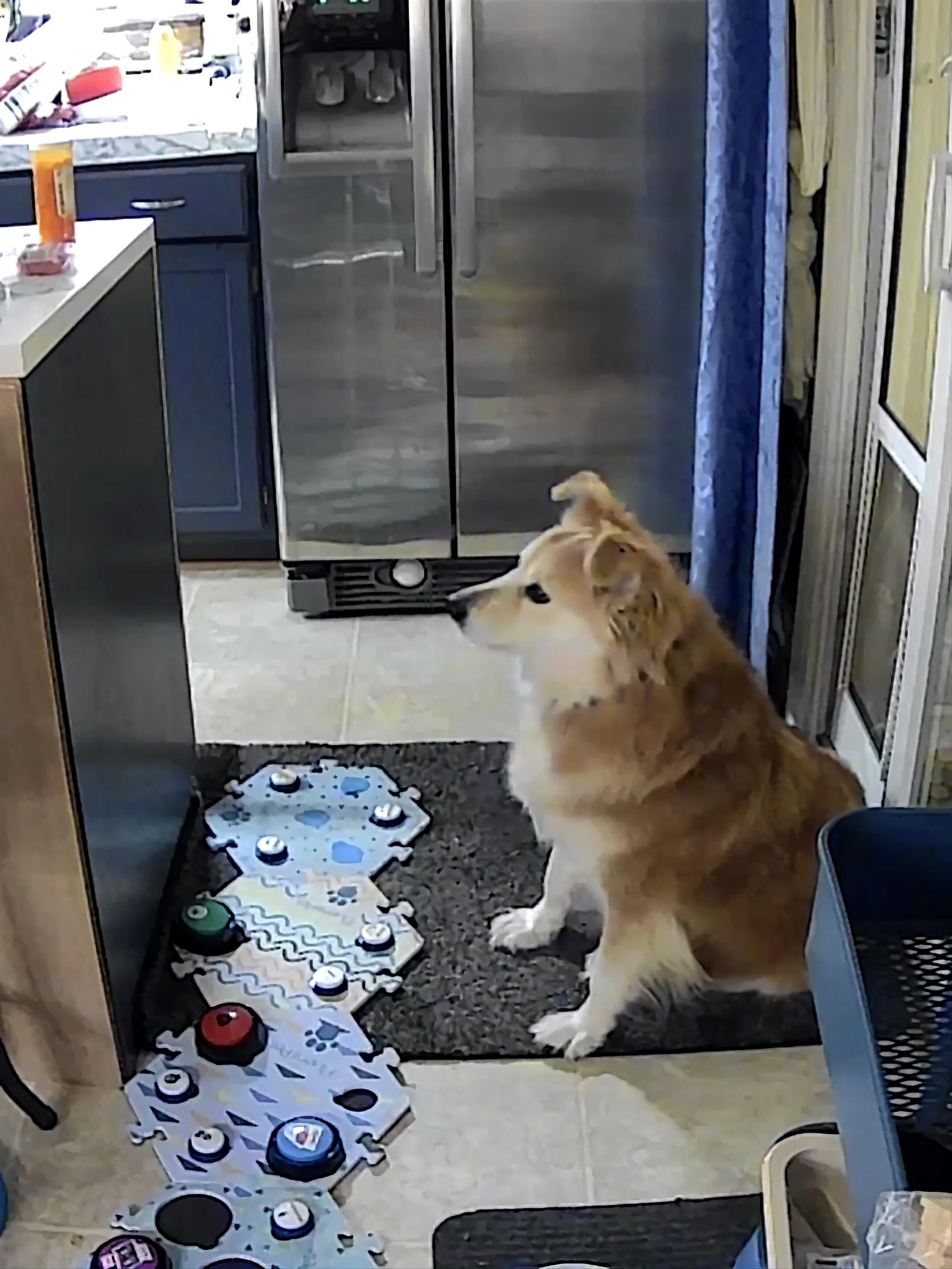 Nala and Her Adorable Button Collection