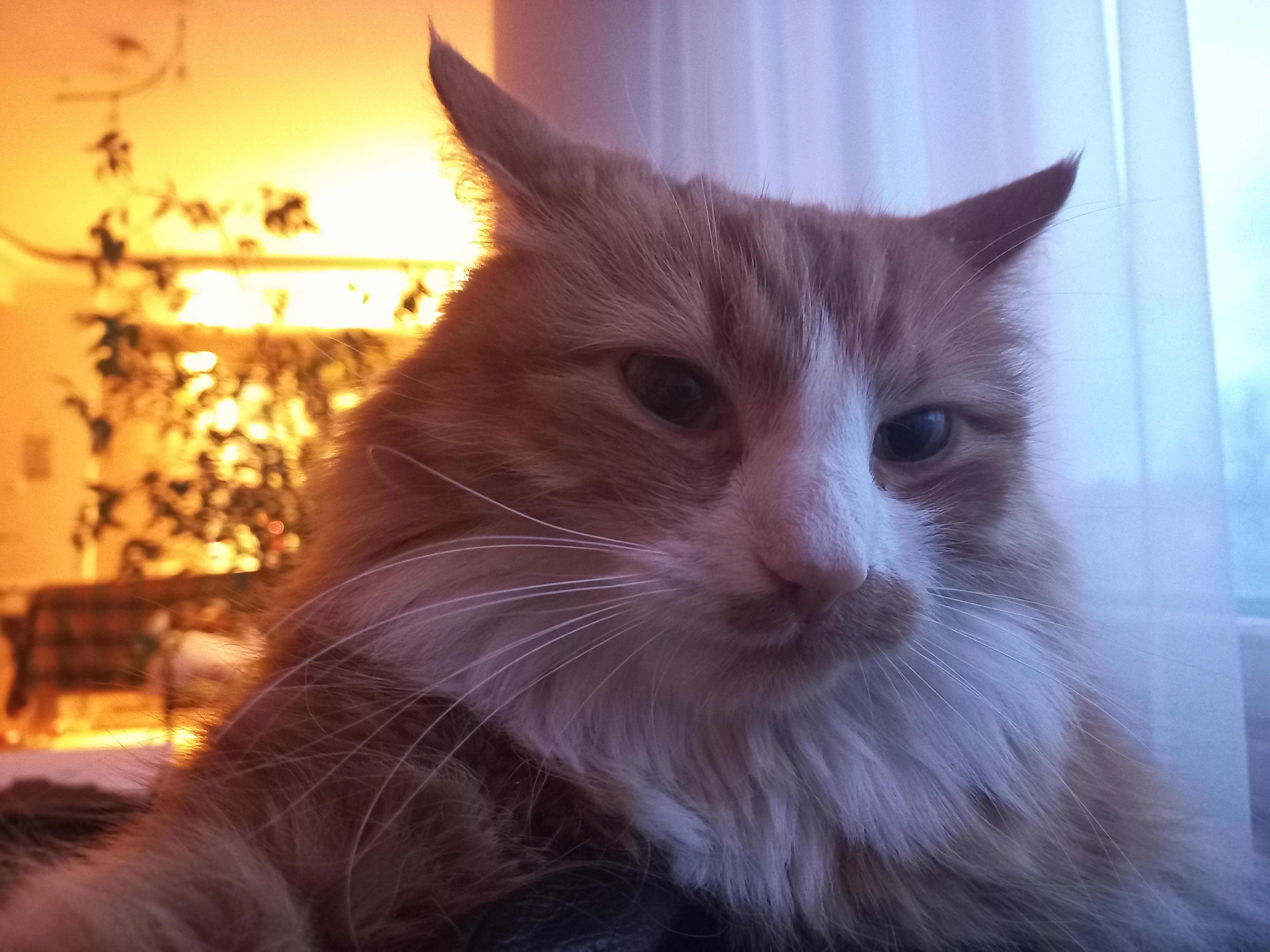 Muffin's Dilemma: Your Angel or Your Devil?