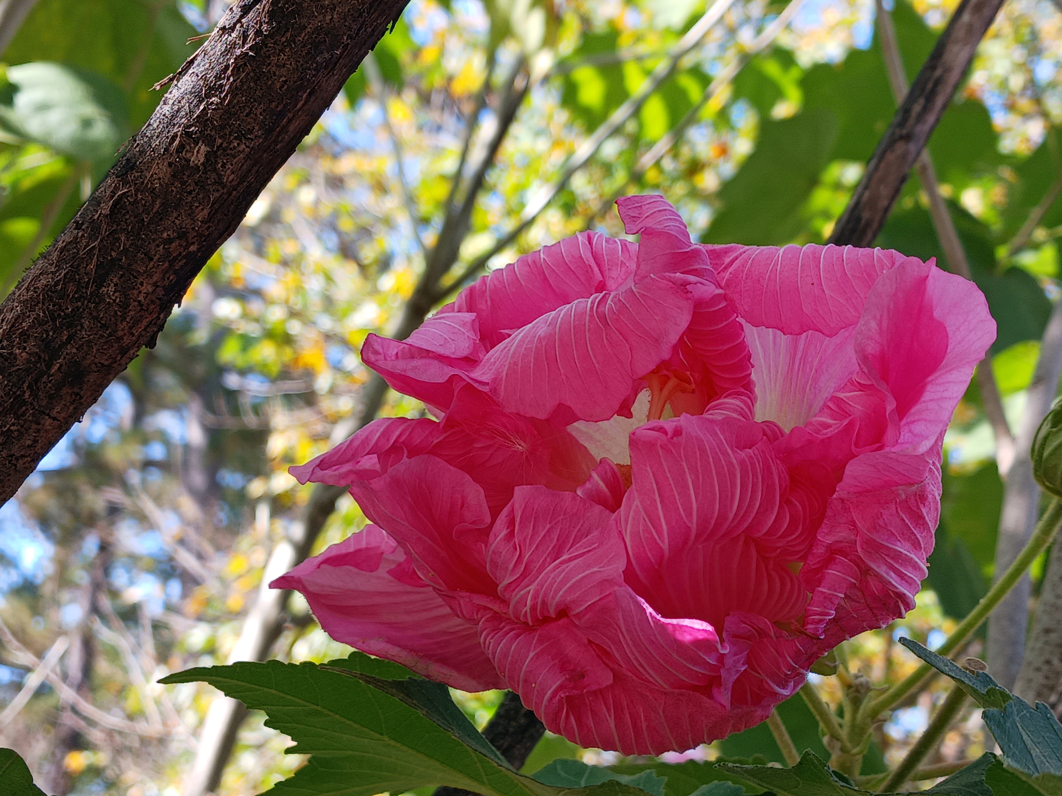The Enigmatic Confederate Rose Blossom