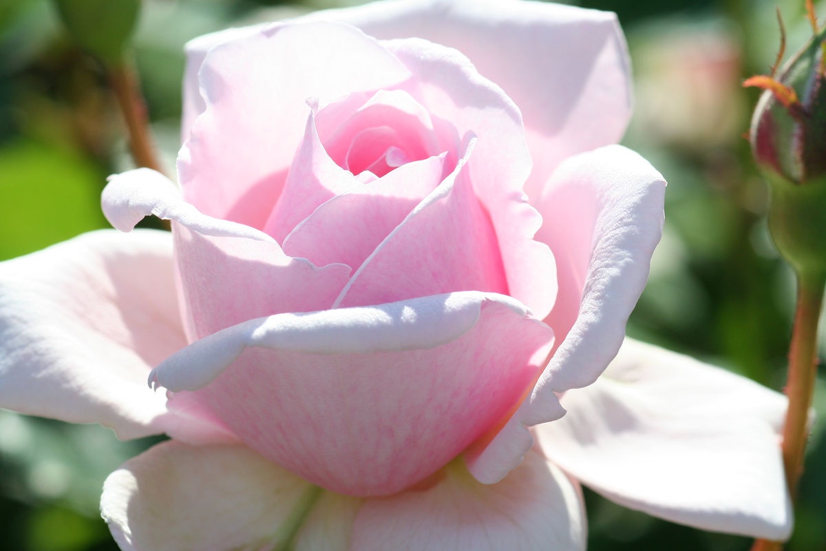 A visit to the Keisei Rose Garden in May 2013