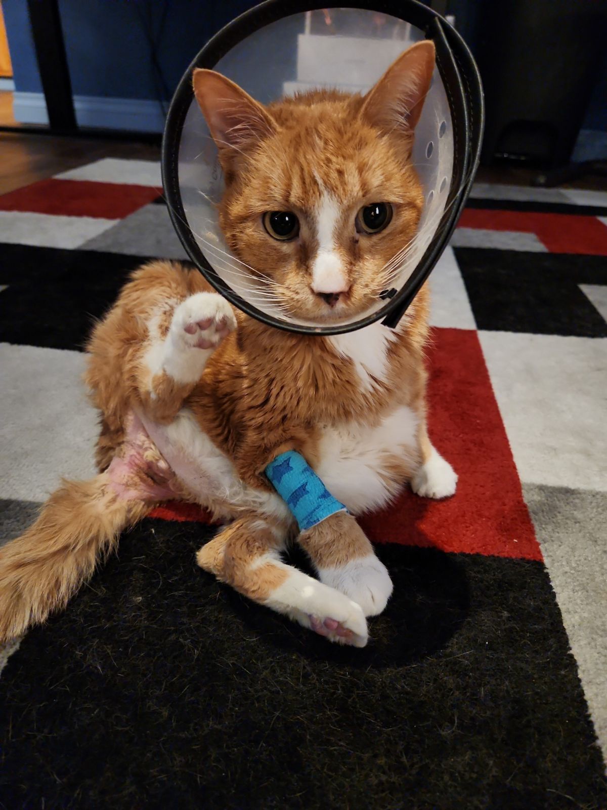 He's back home and on the mend.