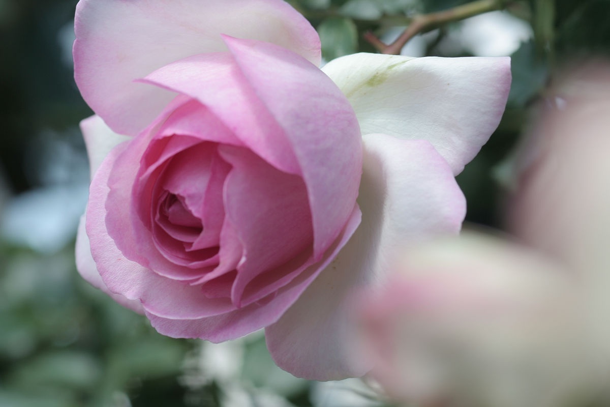 A Glimpse of the Keisei Rose Garden in May 2013