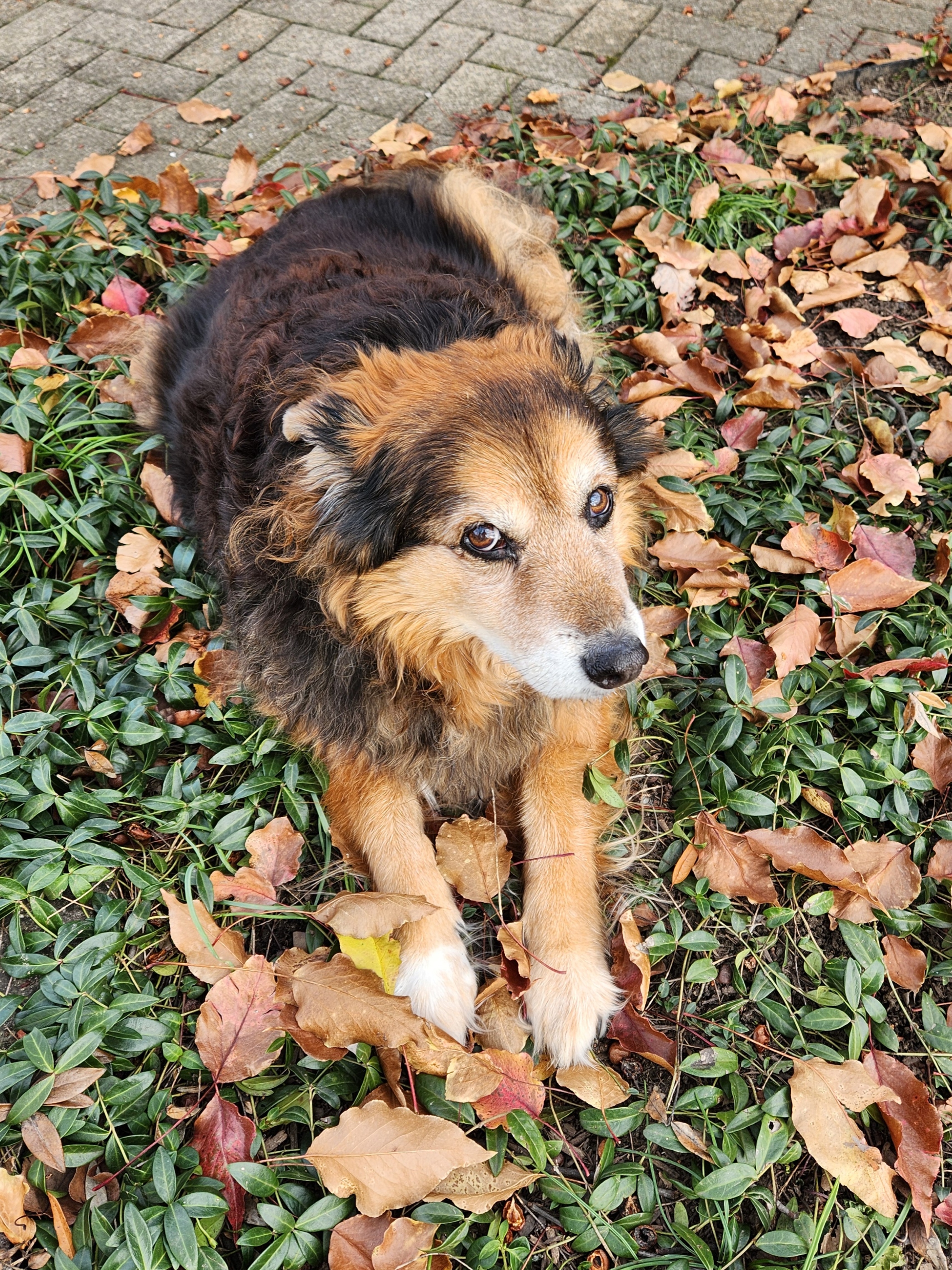 Peanut the dog: A daily dose of cuteness - Day 1561