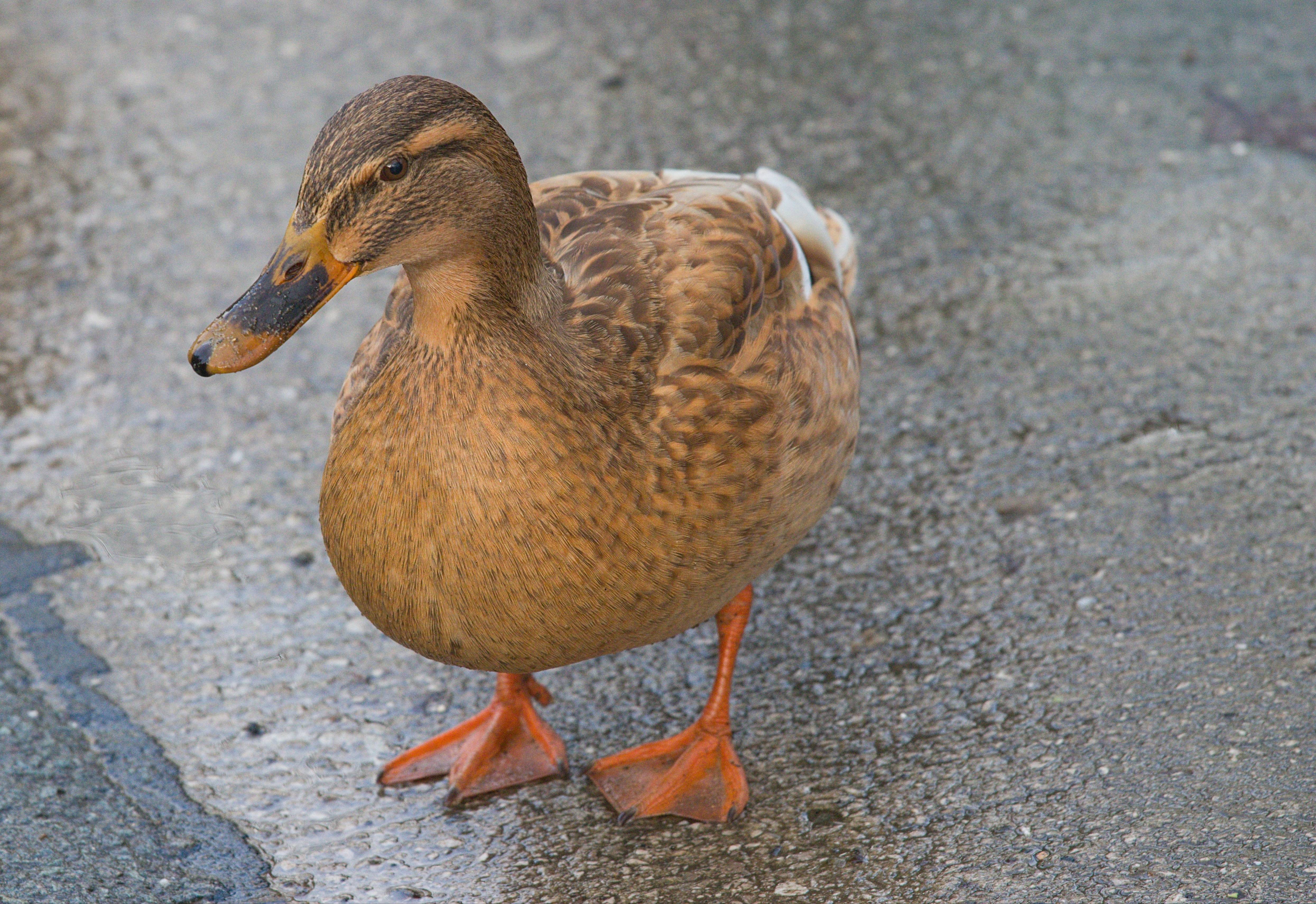 A Quirky Duck Enjoying Life by the Lakeside