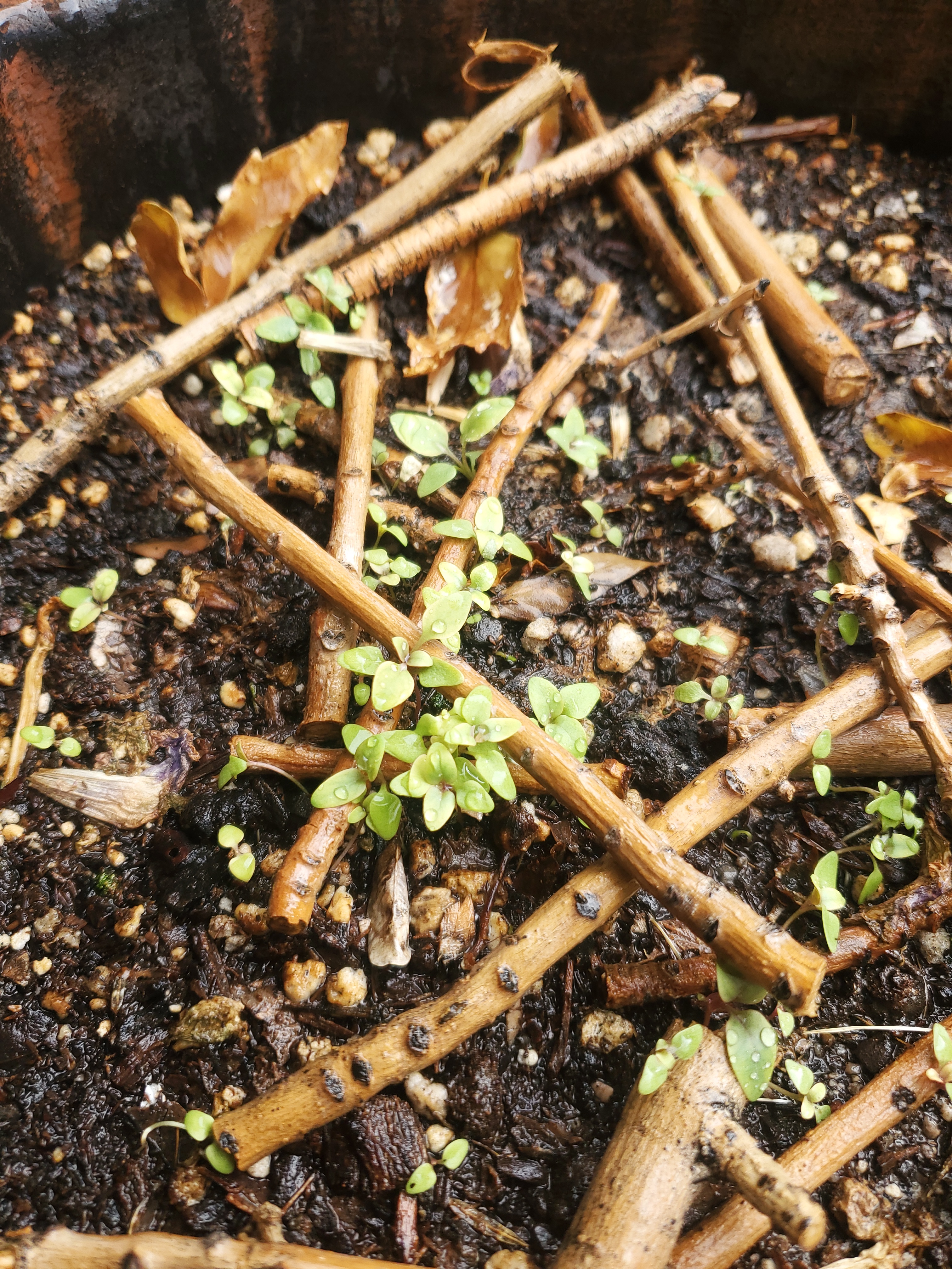 Unveiling the Secrets of Mystery Plants!