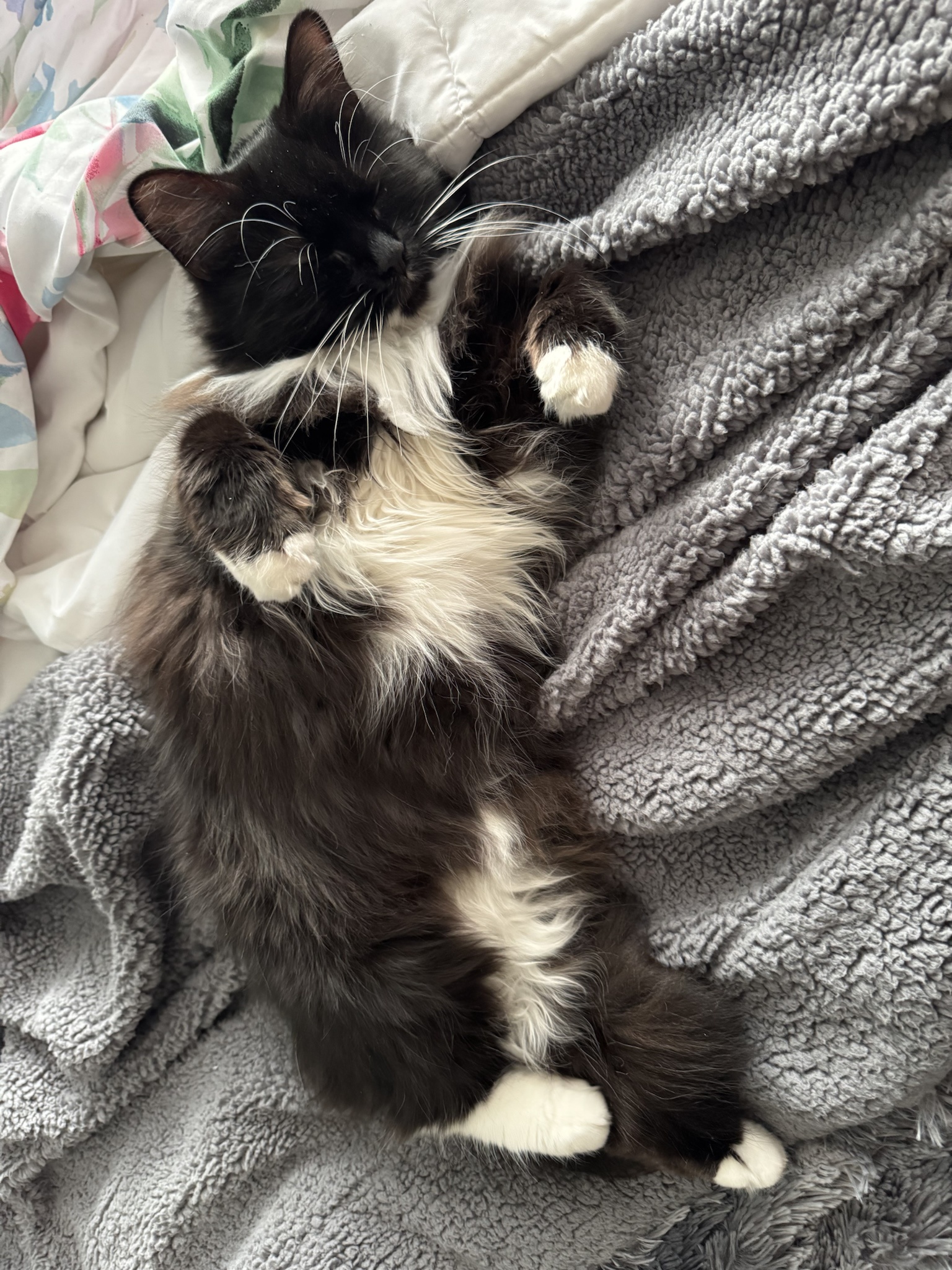 Whiskers and Mittens: A Cozy Duo