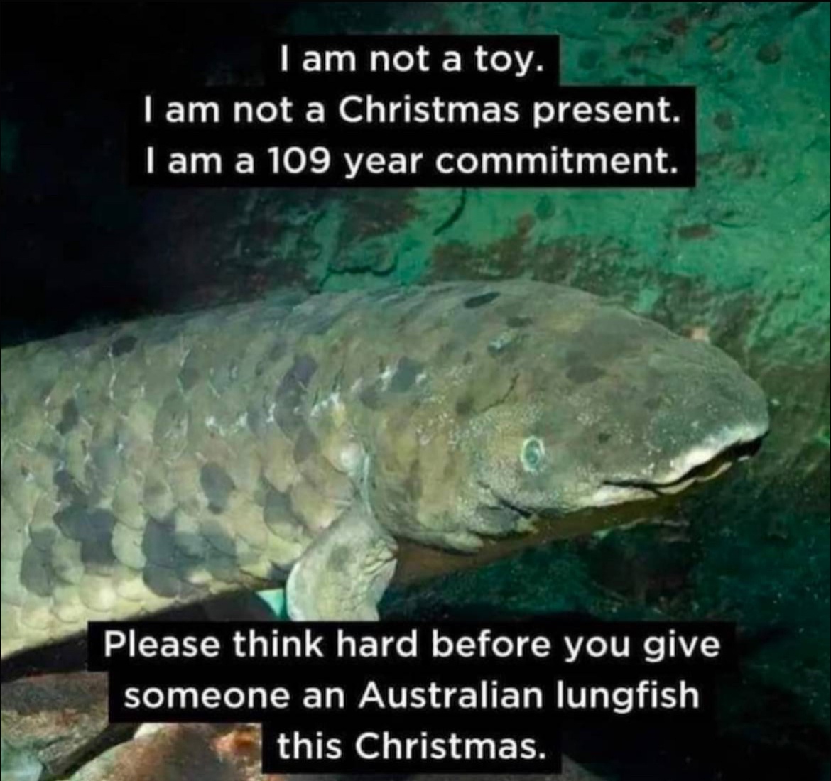 Why Not Try a Buttock Fish Instead?
