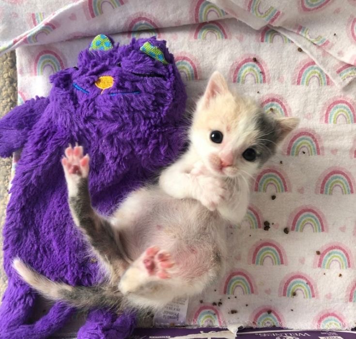 Adorable baby kitten alert!